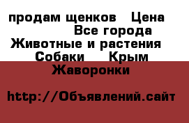 продам щенков › Цена ­ 15 000 - Все города Животные и растения » Собаки   . Крым,Жаворонки